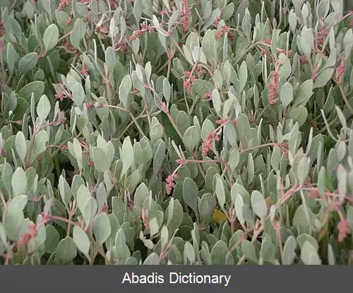عکس خرفه دریایی