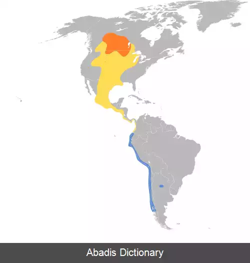 عکس کاکایی فرانکلین