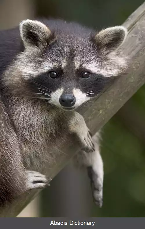 عکس فهرست جانوران شب گرد