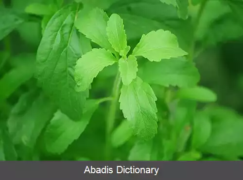 عکس استیویا