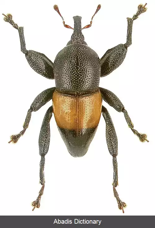 عکس سوسکچه آپیکالیس
