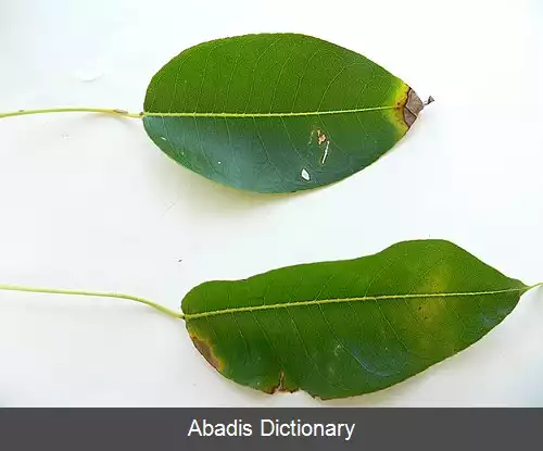 عکس سیبچه مرگ