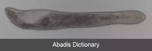 عکس ریزدهانان