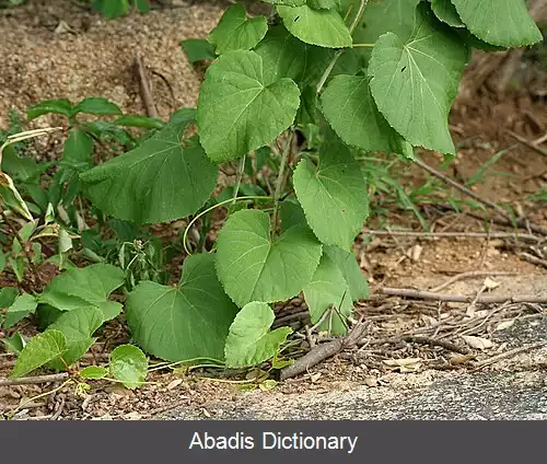عکس سیسوس (سرده)