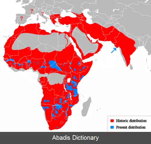 عکس فهرست بزرگترین گربه سانان