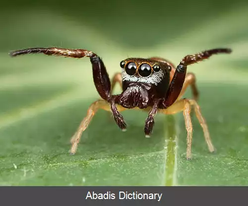 عکس زیگوبالوس