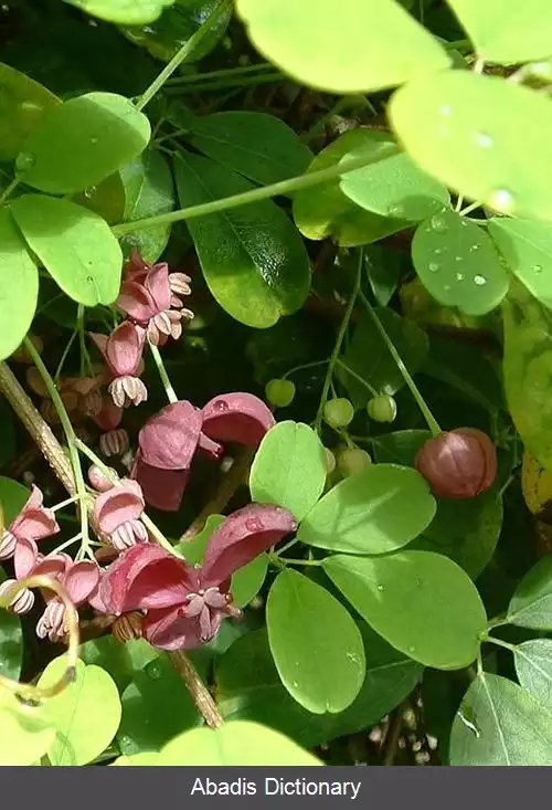 عکس آکبیا (میوه)