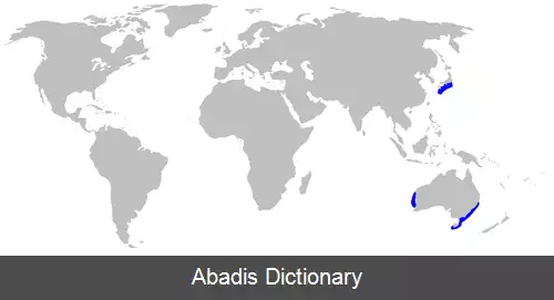 عکس سگ ماهی برهنه
