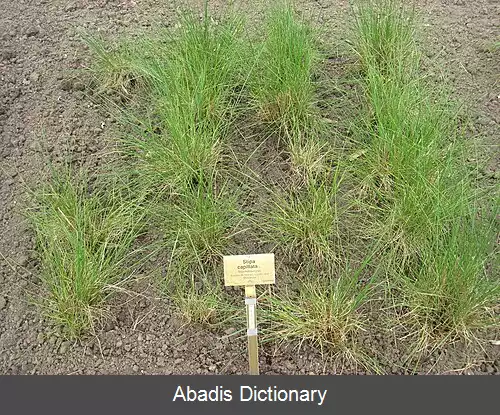 عکس استپی موئین