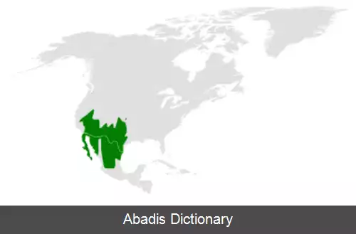 عکس زرین سر چرخ ریسکی