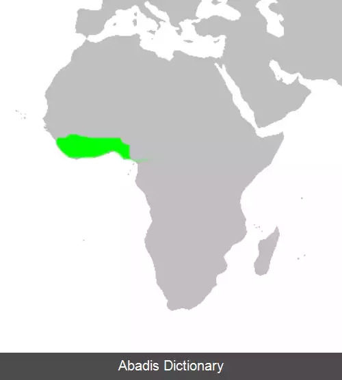عکس سهره مورچه گیر پیشانی سرخ