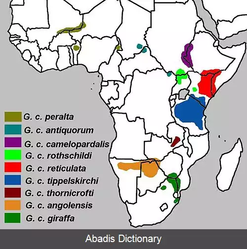 عکس زرافه روتشیلد