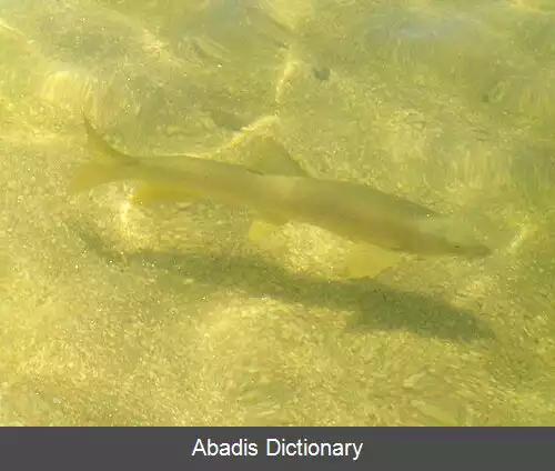 عکس زردپر ایبریایی