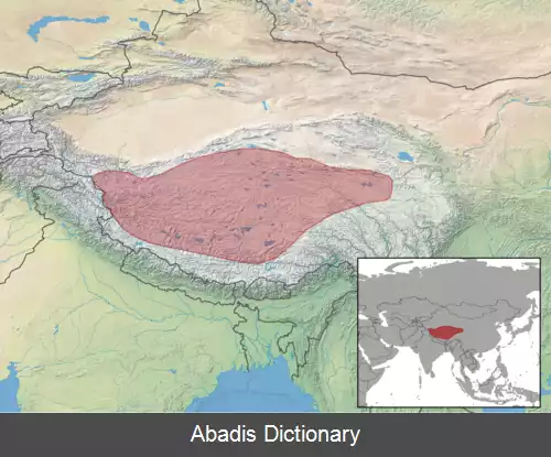 عکس کل تبتی