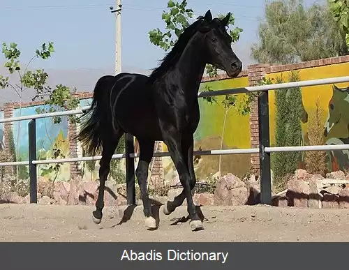 عکس اسب عربی
