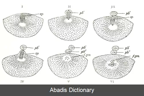 عکس فهرست تصویرهای آناتومی گری رویان شناسی
