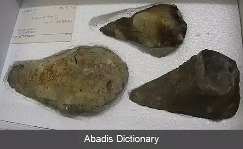 عکس فرگشت هوش بشر