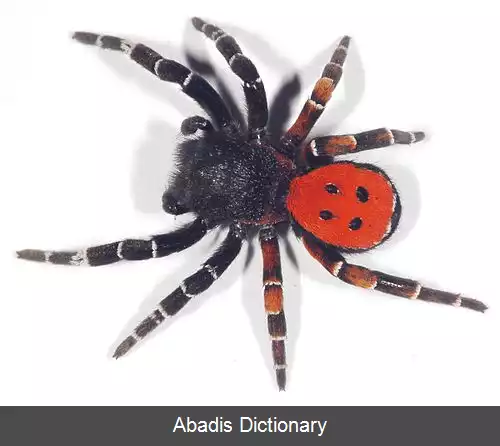 عکس عنکبوت های مخملی