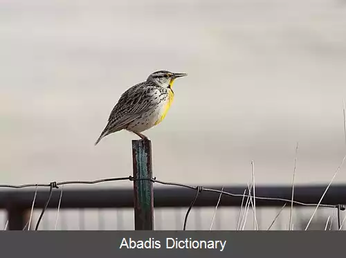 عکس چکاوک مرغزار لیلیان
