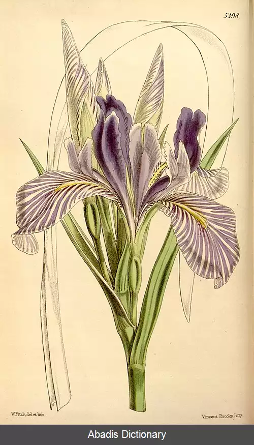 عکس زنبق درازگلبرگ