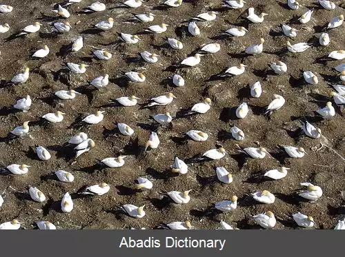 عکس کلنی پرنده