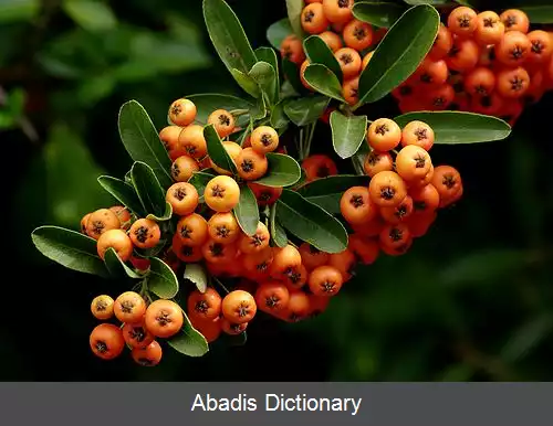 عکس فهرست میوه های غیر خوراکی