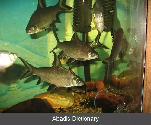 عکس کوسه نقره ای