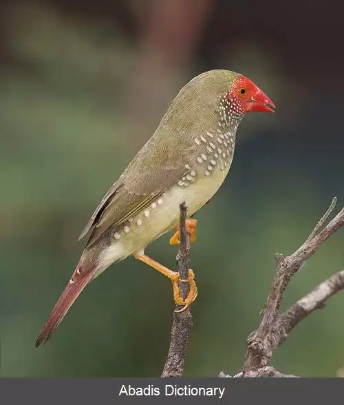 عکس سهره ستاره ای