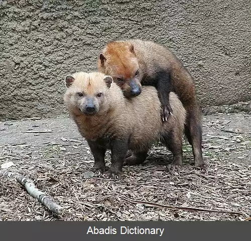عکس سگ بیشه