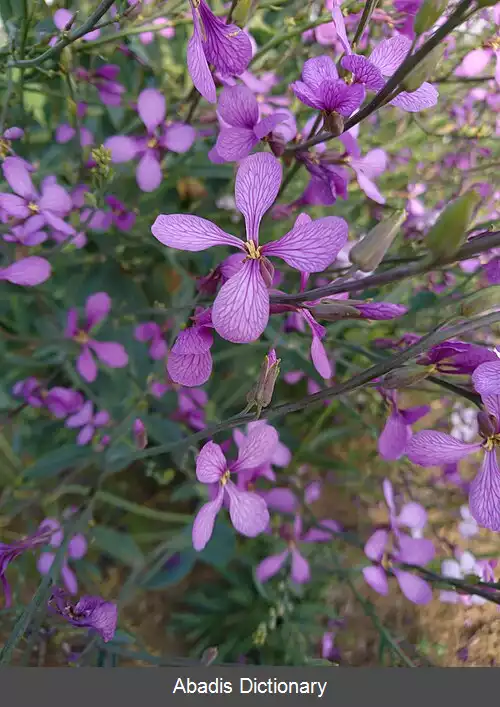 عکس کلمو (گوگوش)