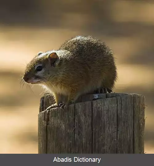 عکس سنجاب بوته ای آفریقایی