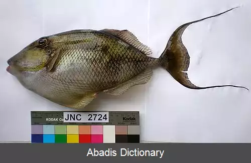 عکس فریباماهی باله مویی