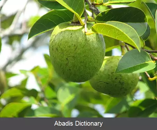عکس سیب مرداب