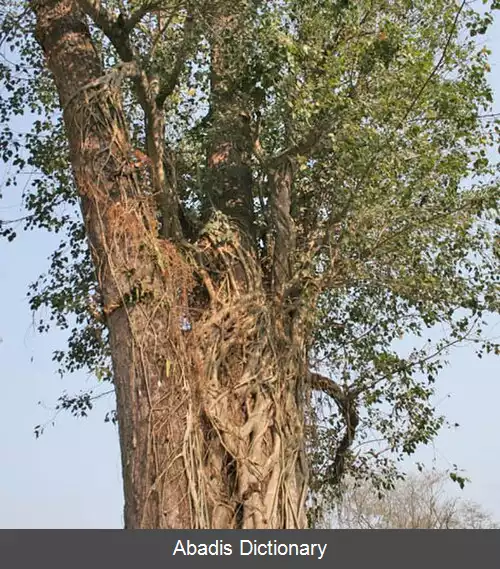 عکس درخت سال