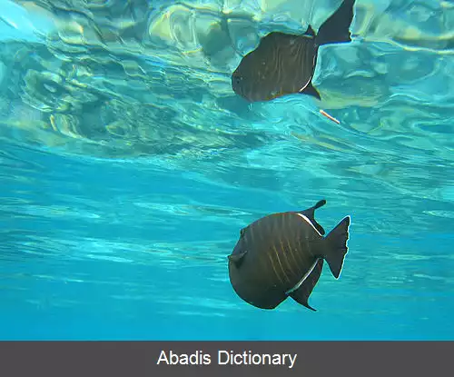 عکس فریباماهی هندی