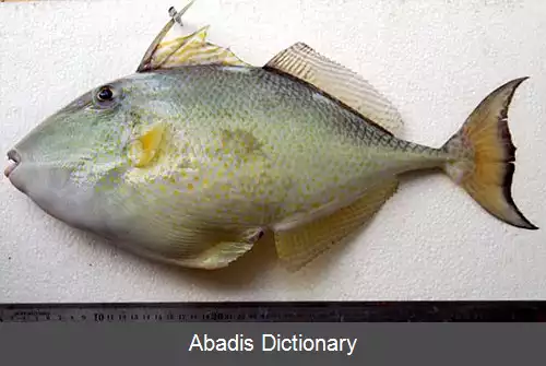 عکس فریباماهی زردباله