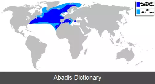 عکس سفیدگون آبی