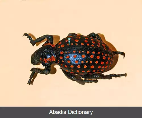 عکس سوسکچه براچیسرینائه