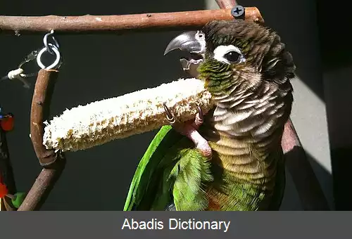 عکس طوطی گونه سبز