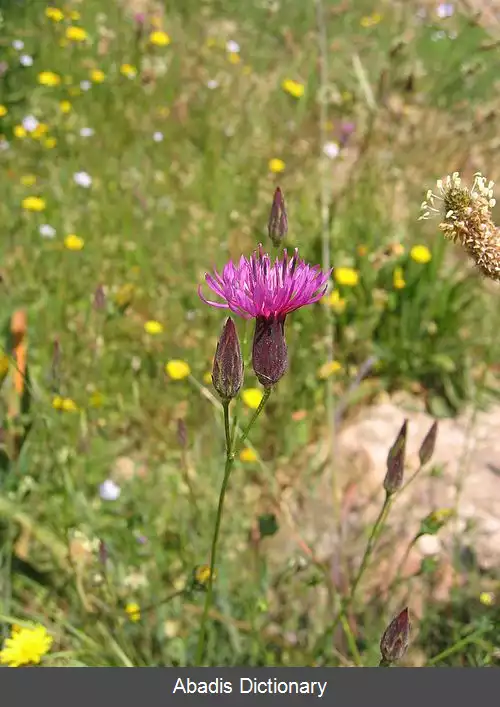 عکس سیاه فندق (سرده)