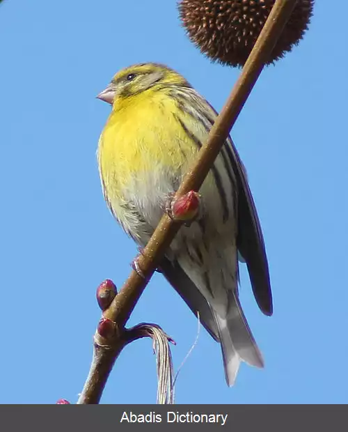 عکس سهره دمگاه زرد اروپایی