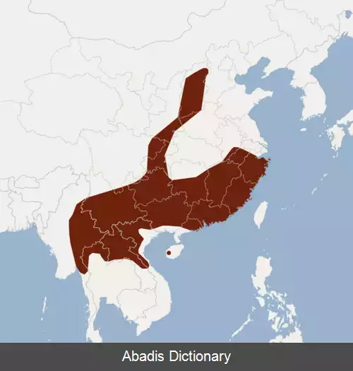 عکس خفاش چینی