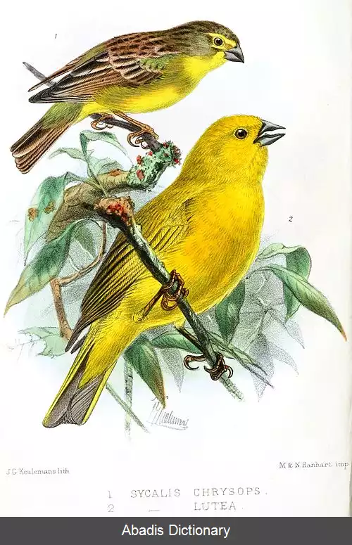 عکس سهره زرد پونا