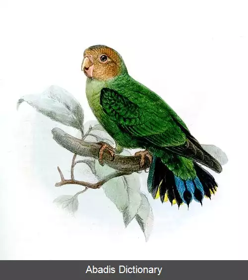 عکس طوطی کوتوله رخ نخودی