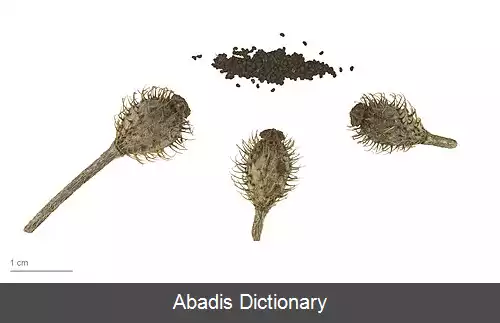 عکس خشخاش خشن