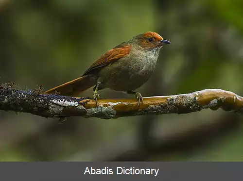 عکس دم تیزک رخ سرخ