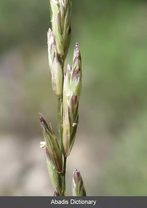 عکس ملیکای کالیفرنیا