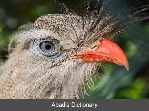 عکس کاکل پیشانی پاسرخ