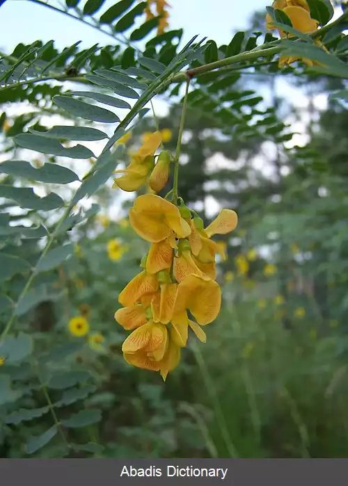 عکس لوبیای درختی (سرده)