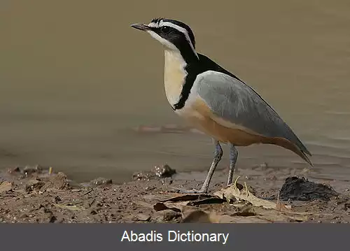 عکس سلیم مصری